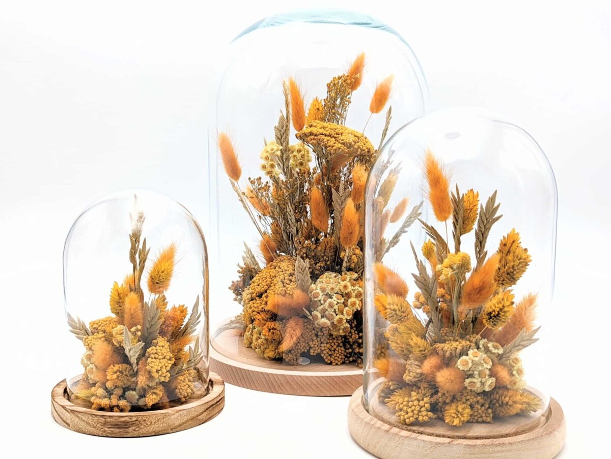 Cloche fleurs séchées jaunes, fleurs séchées jaunes sous cloche en verre avec un socle en bois, décoration en fleurs séchées sous verre, composé de lagurus broom, phalaris existe en trois tailles