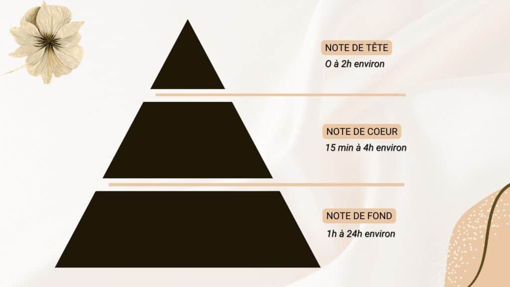 La pyramide olfactive